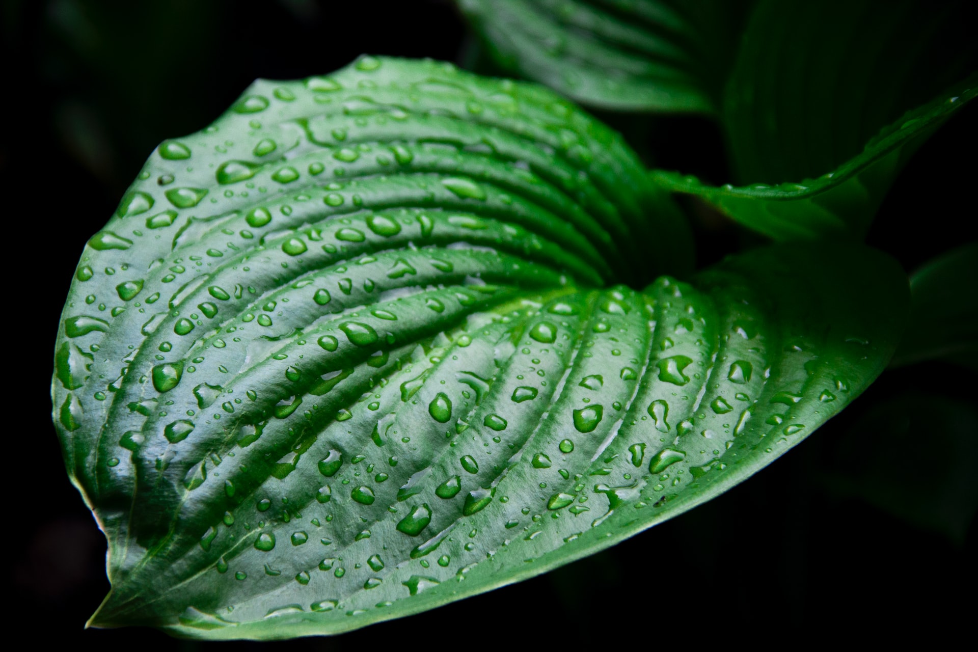 water droplets on green leaf